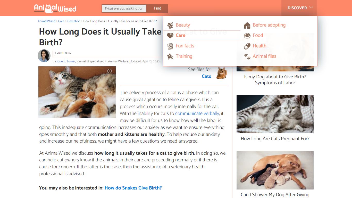 How Long Does it Usually Take for a Cat to Give Birth?
